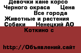 Девочки кане корсо. Черного окраса.  › Цена ­ 65 000 - Все города Животные и растения » Собаки   . Ненецкий АО,Коткино с.